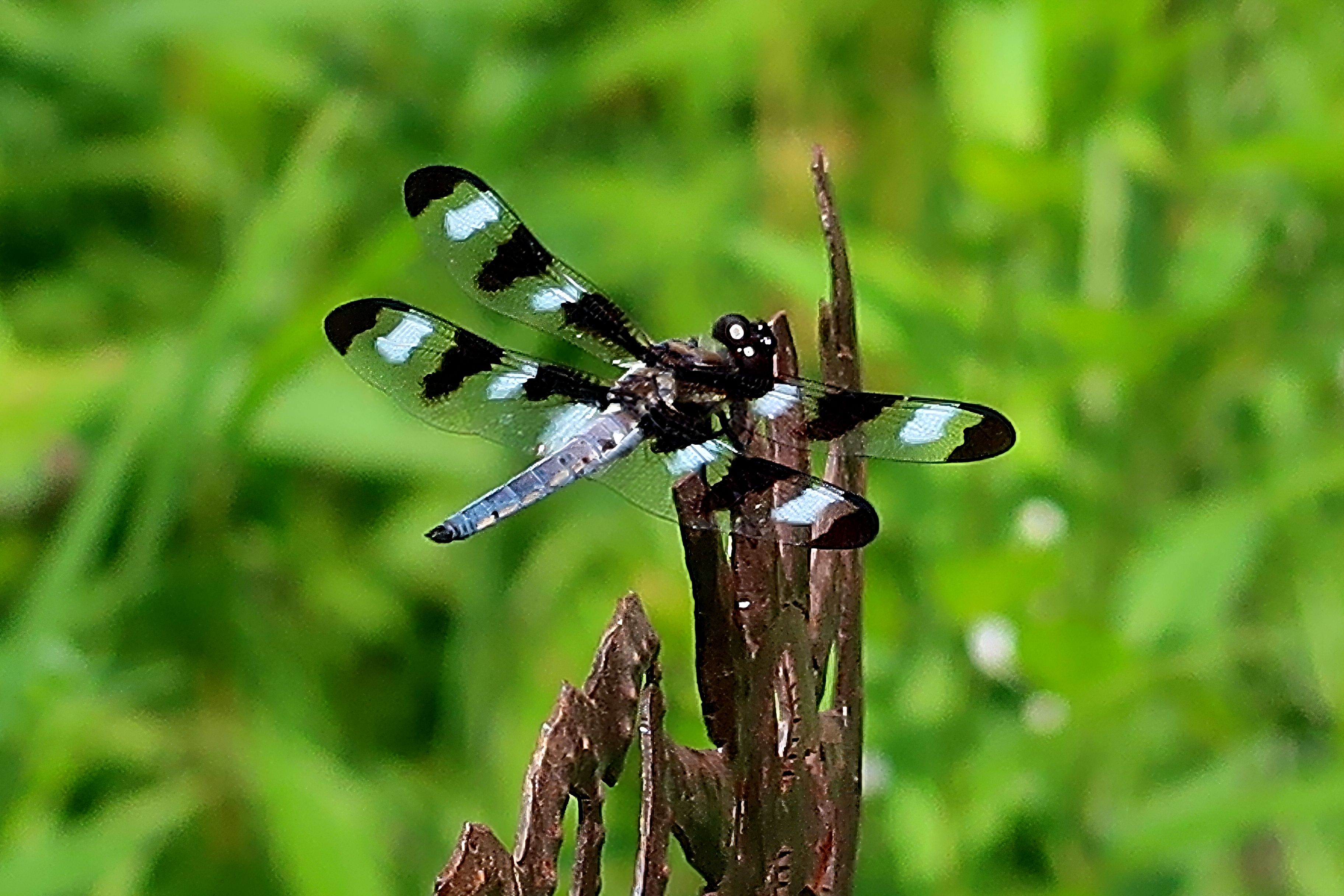 Skipper